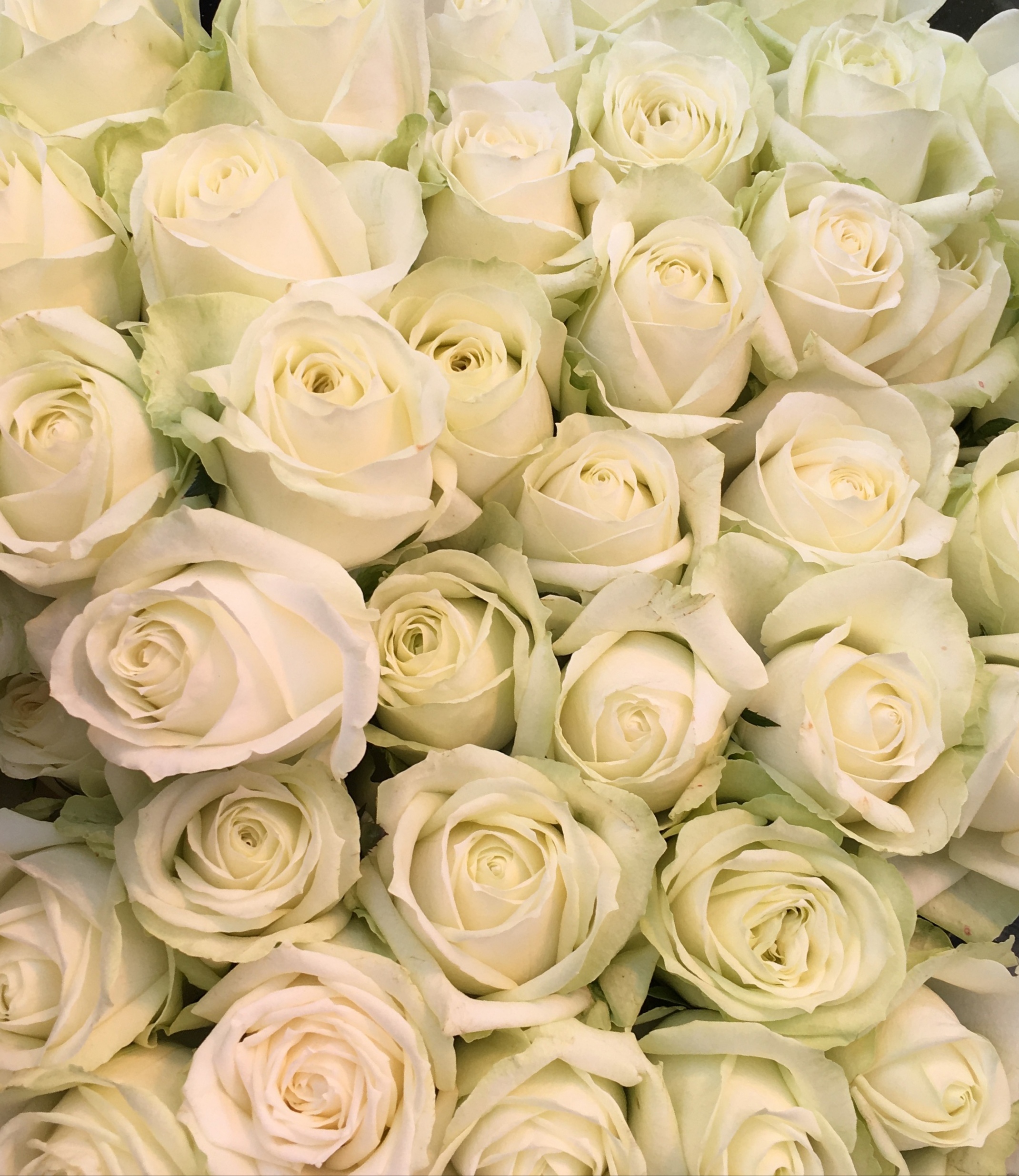 花屋 Hanaya Whiterose 私はあなたにふさわしい 100本のバラ 100 の愛情 特別な花束 福岡県北九州市小倉北区のフラワーショップです フラワースタンド バルーン フラワーアレンジメント 胡蝶蘭などギフト商品も取り扱っております