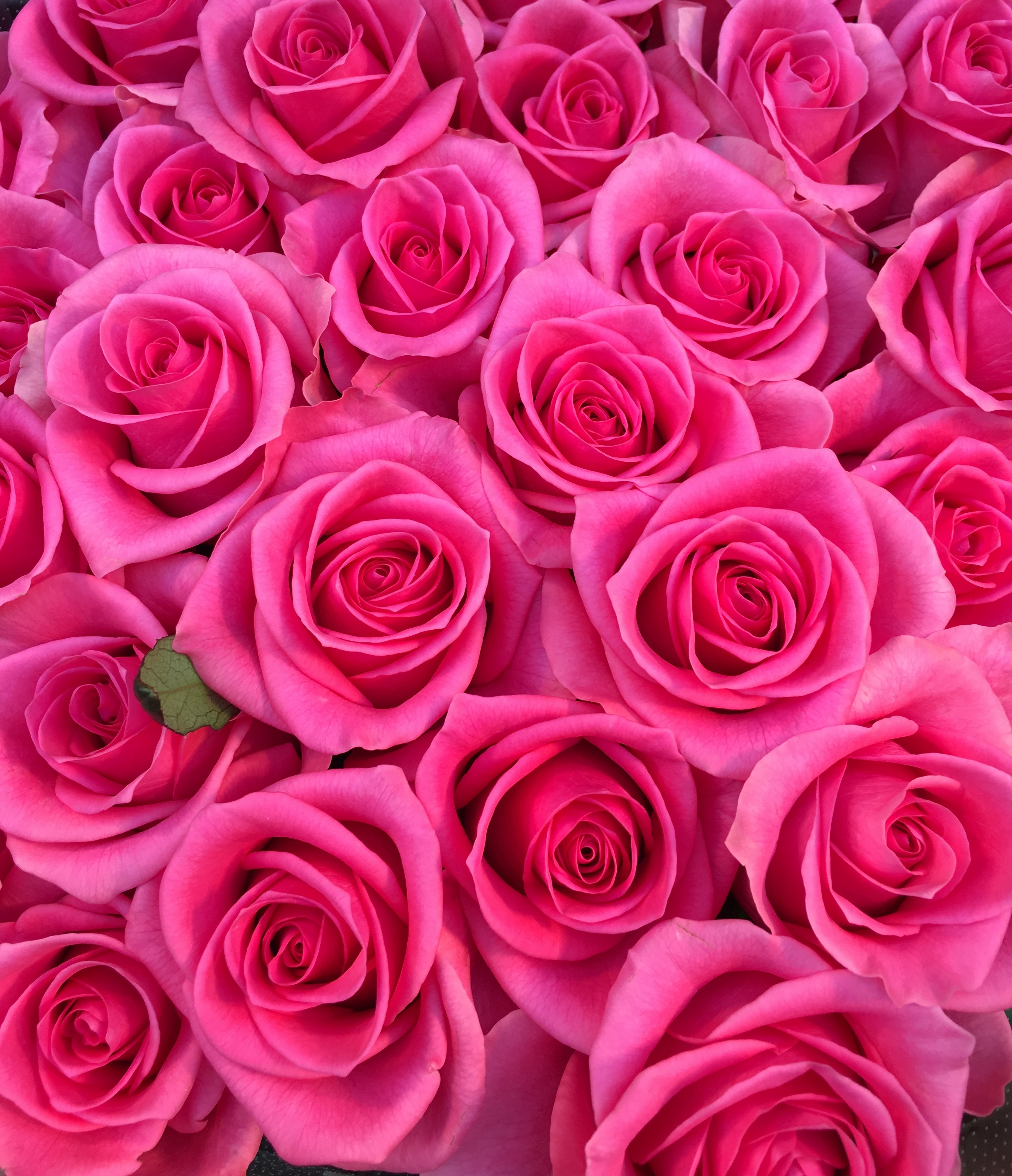 花屋 花家shinyoshi １００本バラ 中輪ピンクバラ プロポーズの花束 記念日の花束 結婚記念日の花束 特別な花束 １００本 １０８本 バラ ローズ 薔薇 Rose Rose Roses Roses