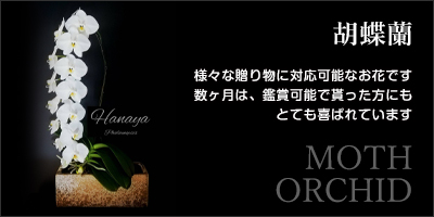 胡蝶蘭|様々な贈り物に対応可能なお花です。数ヶ月は、鑑賞可能で貰った方にもとても喜ばれています。