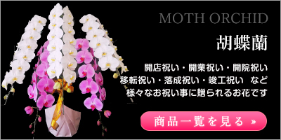 胡蝶蘭|様々な贈り物に対応可能なお花です。数ヶ月は、鑑賞可能で貰った方にもとても喜ばれています。